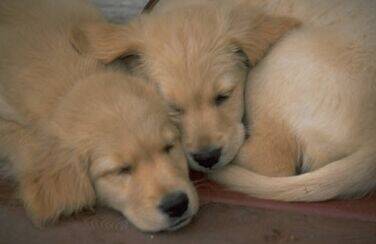 Immagine cani
