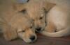 Immagine cani