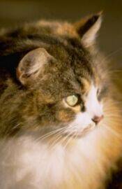 immagine gatto