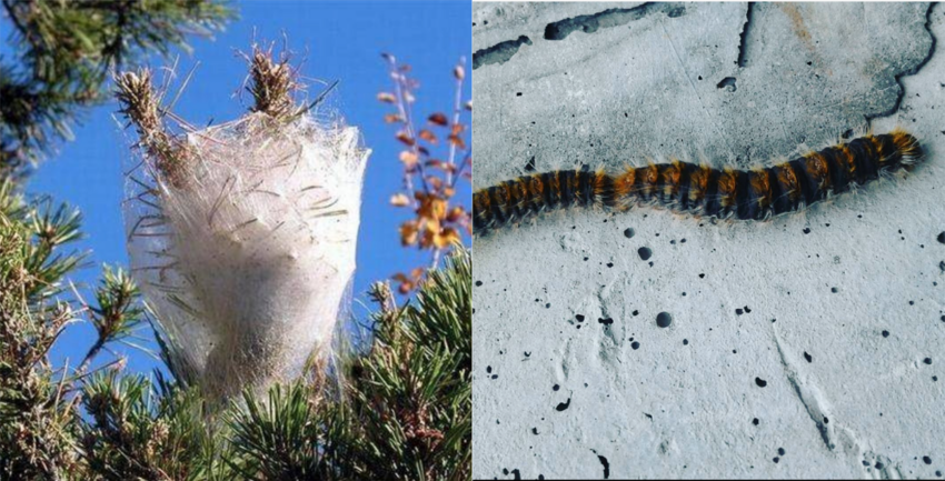 processionaria del pino