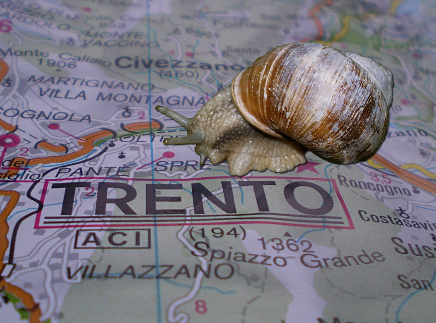 lumaca su cartina di Trento