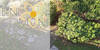 Giardino delle erbe aromatiche
