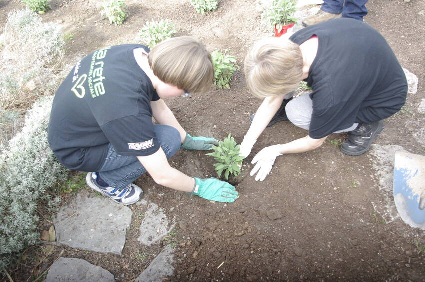 Ragazzi al lavoro nel giardino delle erbe aromatiche Ragazzi al lavoro nel giardino delle erbe aromatiche