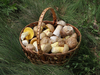 cestino con funghi