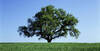 Immagine decorativa