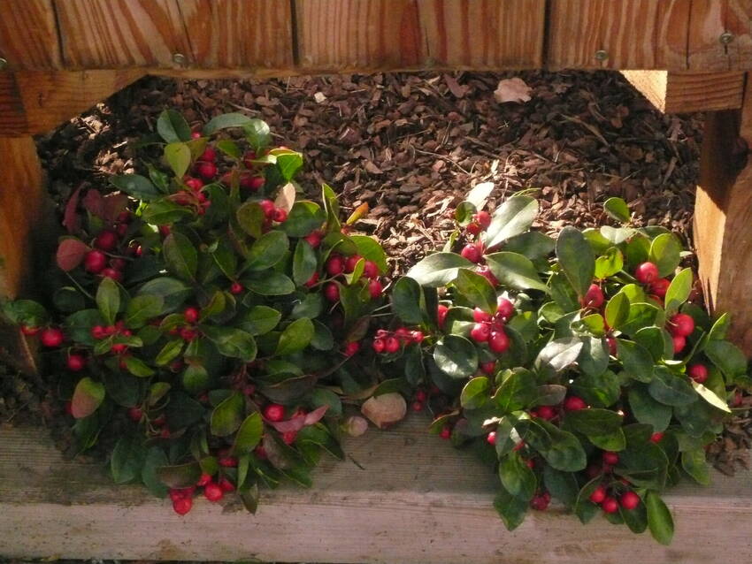 decorazioni