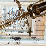 Scheletro di dinosauro all'interno del MUSE
